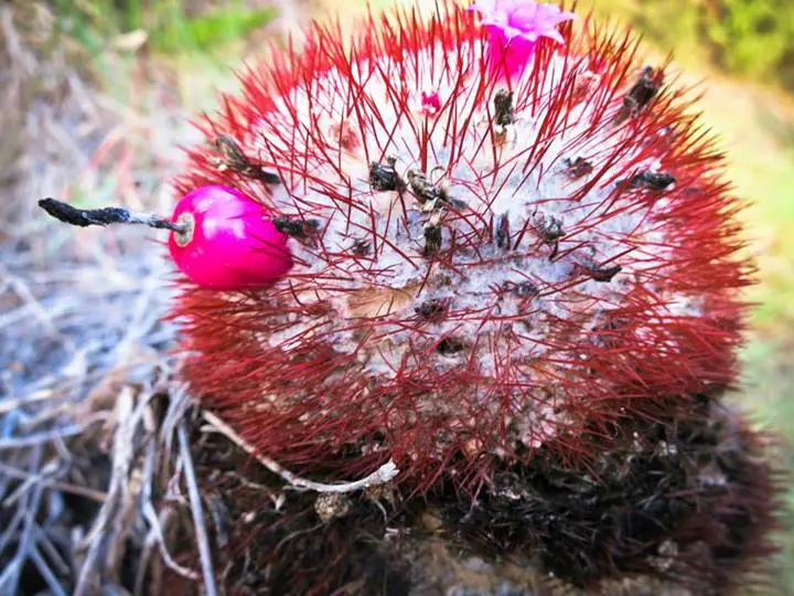 Turk's head cactus' edible pink fruit
