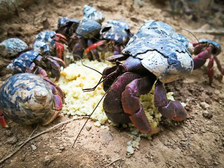 Sand crabs eating pasta