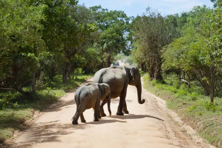Safari Journals: Day 3: Elephant Encounters