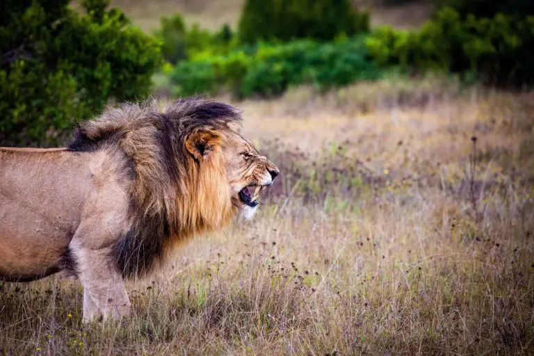 Safari Journals: Day 7: Alex The Lion