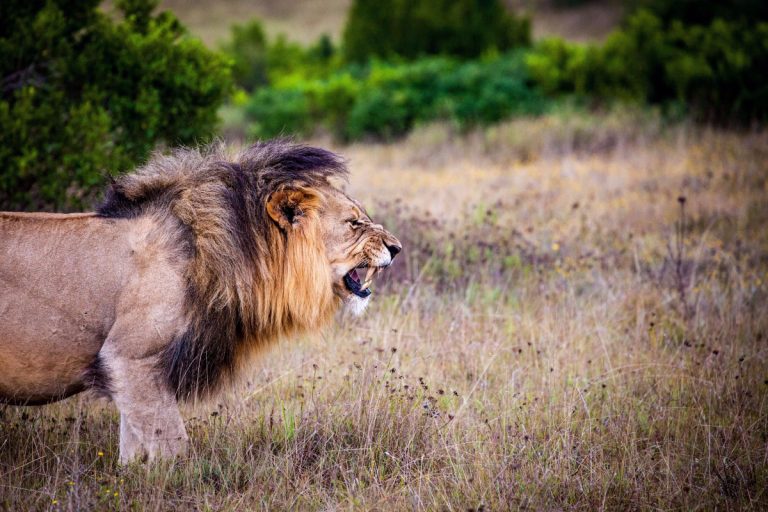 Safari Journals: Day 7: Alex The Lion