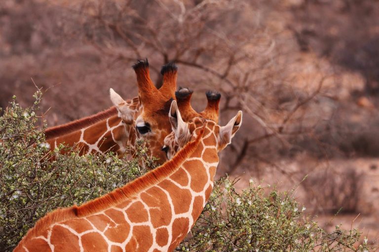 Safari Journals: Day 9: The Great Bone Hunt