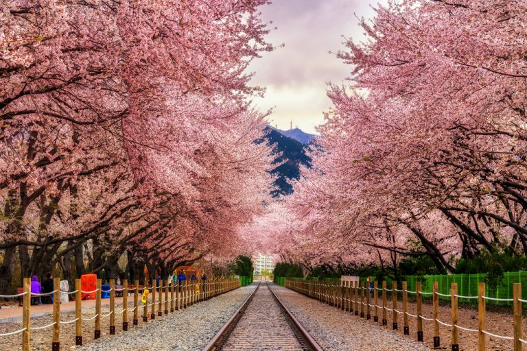 Lessons Abroad: Three Years in South Korea