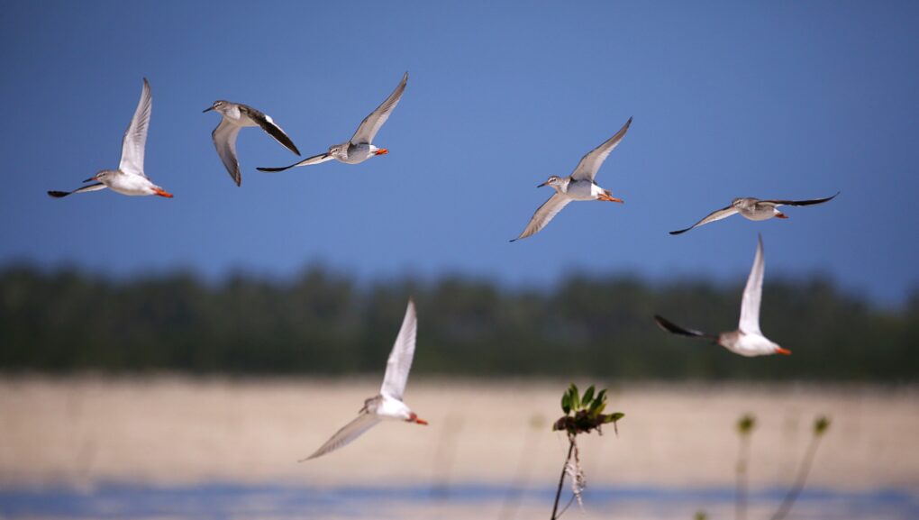 olango island travel guide